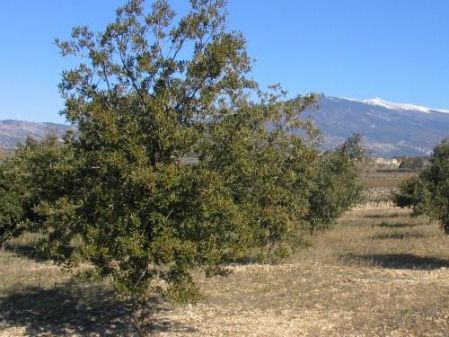 Plantaciones