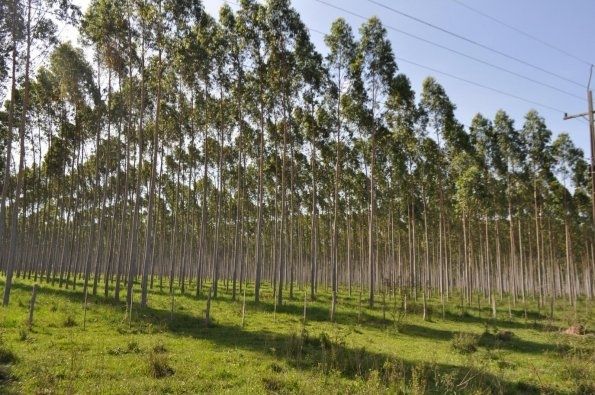 Arines amplía su división forestal