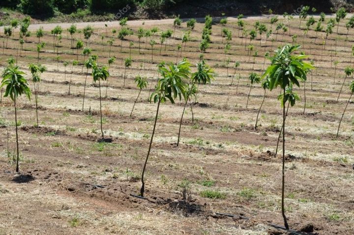 Arines amplía su división forestal