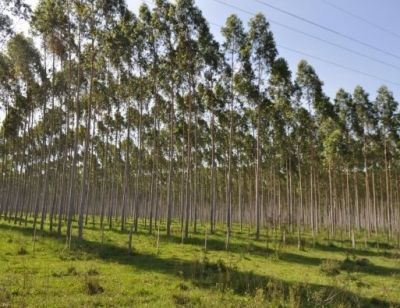 Arines amplía su división forestal