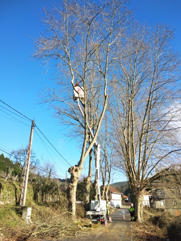 Arines Obras y Proyectos es adjudicataria de la obra de Traballos de Poda do 